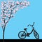 One bicycle parking under blooming full bloom pink sakura tree Cherry blossom