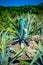 One big blue agave plant stone rock desert,