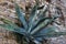 One big blue agave plant stone rock desert. Plant for tequila