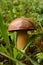 One big brown mushroom of perfect shape in the wet grass