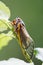 One Big Cicada Perched on a Green Stem - 13 year 17 year - Magicicada