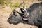 One of the Big Five is an African Buffalo standing near the river Chobe in Botswana