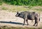 One of the Big Five is an African Buffalo standing near the river Chobe in Botswana