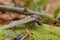 One big gray nocturnal butterfly sits on green moss