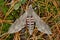 One big gray striped nocturnal butterfly sits on green moss and dry needles