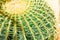 One big green round beautiful cactus closeup macro witjh blurred background