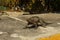 One big grey iguana runs on the road in the wild close-up