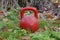 One big old red iron sports kettlebell stands in green grass