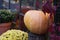 One big orange pumpkin in the window of a mystical flower shop.