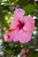 One big pink hibiscus flower, nature background