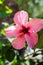 One big pink hibiscus flower, nature background