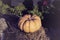 One big pumpkin lit by autumn sun, on dry straw, vintage toned background. Traditional symbol for harvest holidays