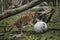 One big tiger are playing with a stone ball on the run in the zoological garden.