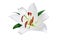 One big white lily flower with red stamens, pollen and green leaves on white background isolated closeup, lilly floral pattern