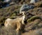 One big wild goat in the mountains on early morning sunrise, popular animal in Greece islands, big goat with huge horns, wild goat