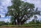 One of the biggest Baobab Trees in the world in Zimbabwe