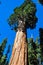 One of the biggest Sequoia tree in the world, Sequoia National P
