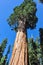 One of the biggest Sequoia tree in the world, Sequoia National P