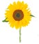 One bight sunflower