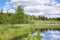 One birch grows on the shore of a lake in a birch grove on a summer day