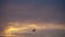 One bird flying against beautiful sunset, slowmotion.