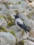 One bird hooded crow on the stones