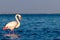 One bird of pink african flamingo walking around the lagoon