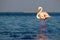 One bird of pink african flamingo walking around the lagoon