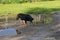 One black aggressive stray dog stands on the ground of the road with puddles