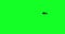 One black ant crawls loop on green screen