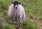 One black head highland sheep near Melvaig, NW Scotland.