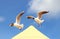 One black-headed gull chasing onother one from the top of a tent