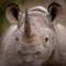 One black rhino close up of face portrait in Kruger Park South Africa