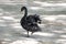 One black swan shakes the water from its feathers while walking on the sand