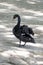 One black swan shakes the water from its feathers while walking on the sand