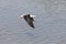 One Black-winged stilt flying away over water to safety