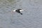 One Black-winged stilt flying away over water to safety
