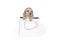 One blonde longhaired  Dachshund dog pup in a shoppingbag isolated on a white   background