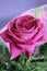 One blooming pink rose with leaves
