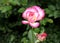 .One blossoming pink rose. Open rose for card.Natural flower. Soft focus. Copy space