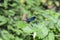 One blue beauty dragonfly   -   Calopteryx virgin  sits on leaf