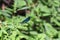 One blue beauty dragonfly   -   Calopteryx virgin  sits on leaf in green nature