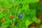 One blue bilberry on a bush stalk