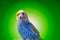 One blue parrot budgies