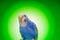 One blue parrot budgies