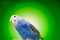 One blue parrot budgies