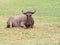 One blue wildebeest lying on the green grass