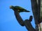 One of Bonaire remaining 900 yellow-shouldered Amazon parrots, Netherlands Antilles