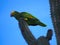 One of Bonaire remaining 900 yellow-shouldered Amazon parrots, Netherlands Antilles