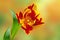 One bright colorful yellow red Monsella tulip flower with green leaves on an abstract background